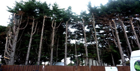 Tree Surgery Ruislip London